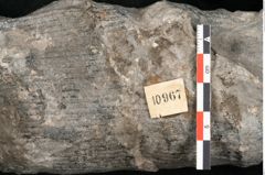 Foto (Detailansicht) von Calamites communis Ettingshausen (NHMW-GEO-2024-0188-10967)